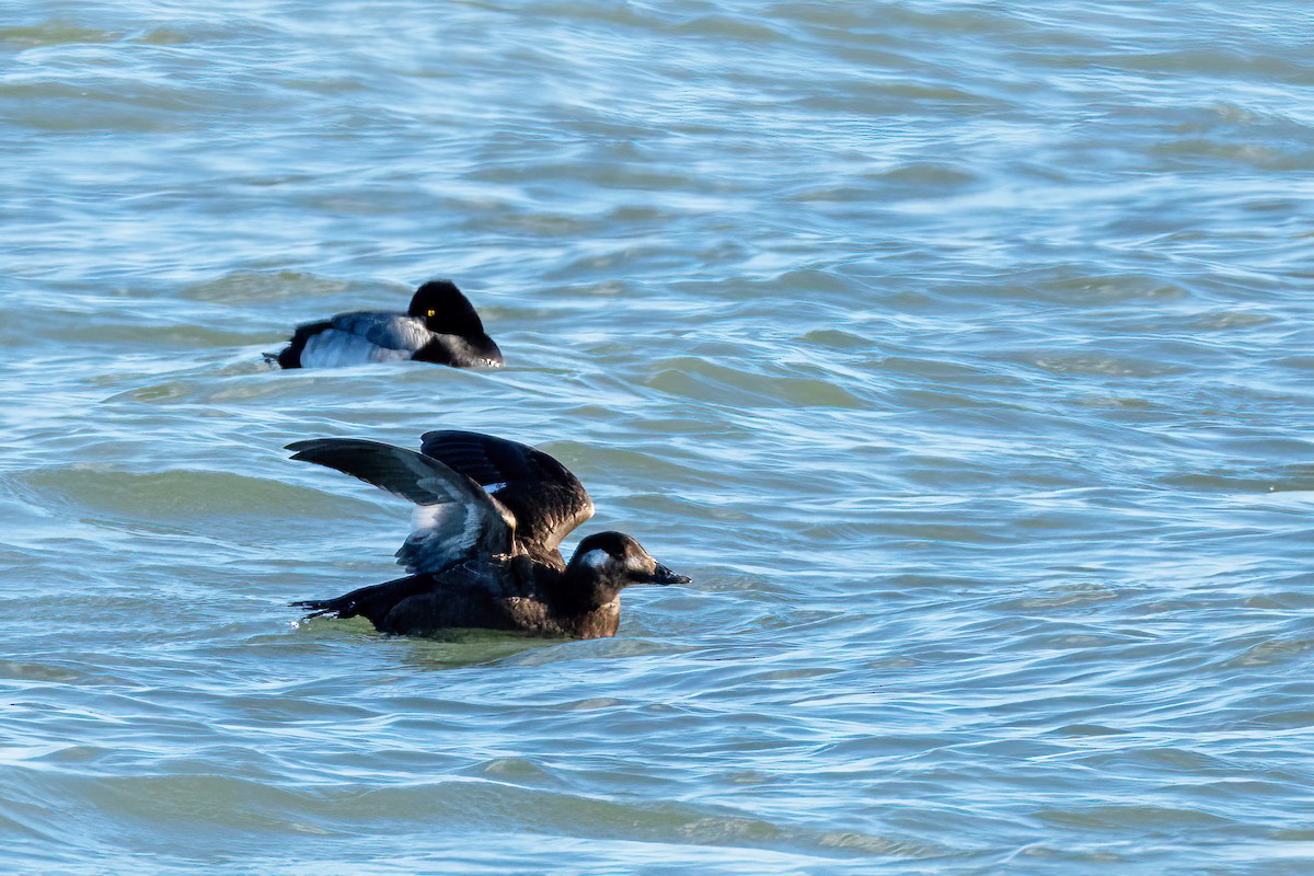 Lesser Scaup - ML645976551