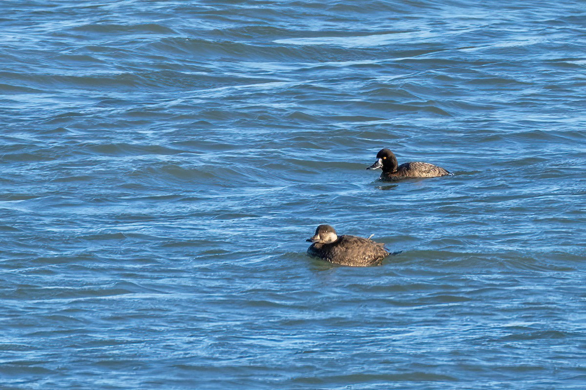 Lesser Scaup - ML645976552