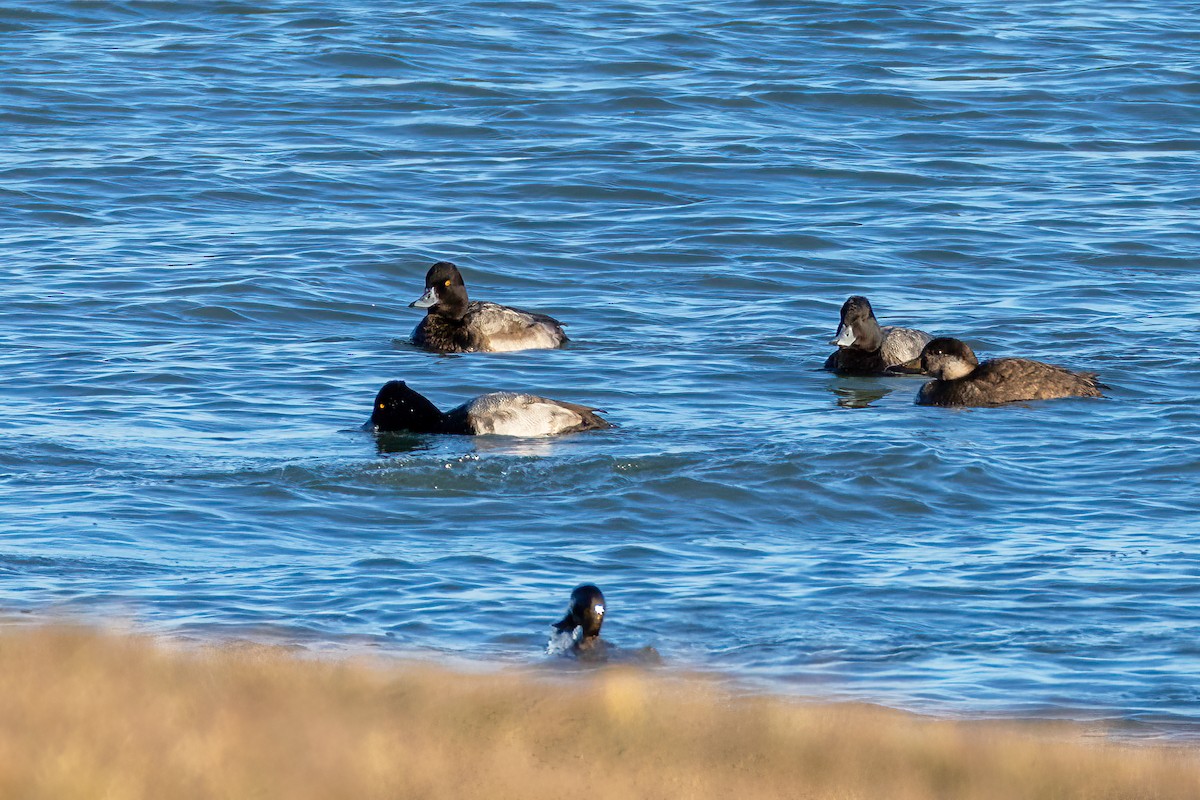 Чернь американська - ML645976553