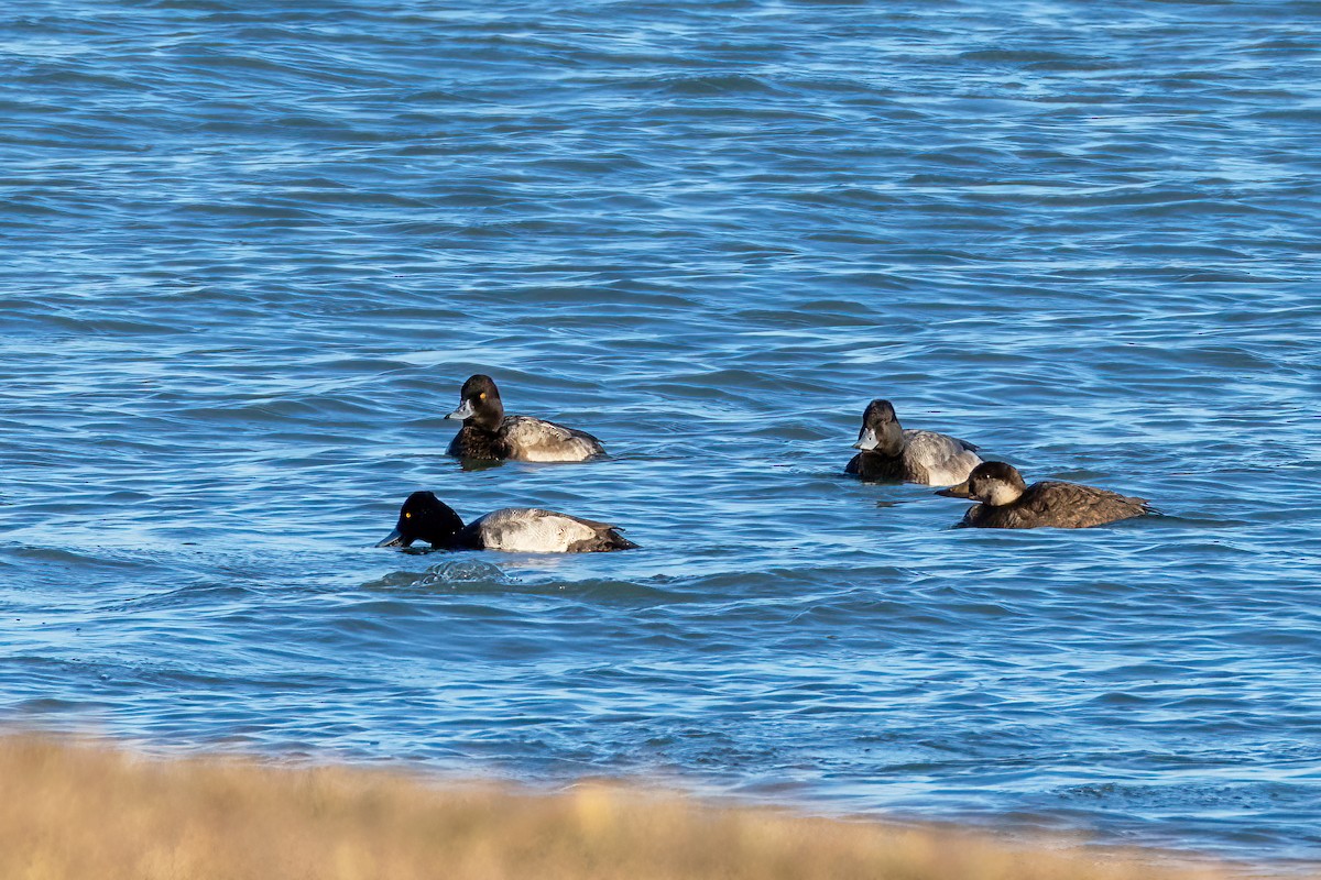 Lesser Scaup - ML645976554