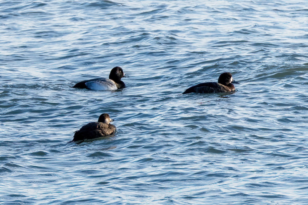 Чернь американська - ML645976555