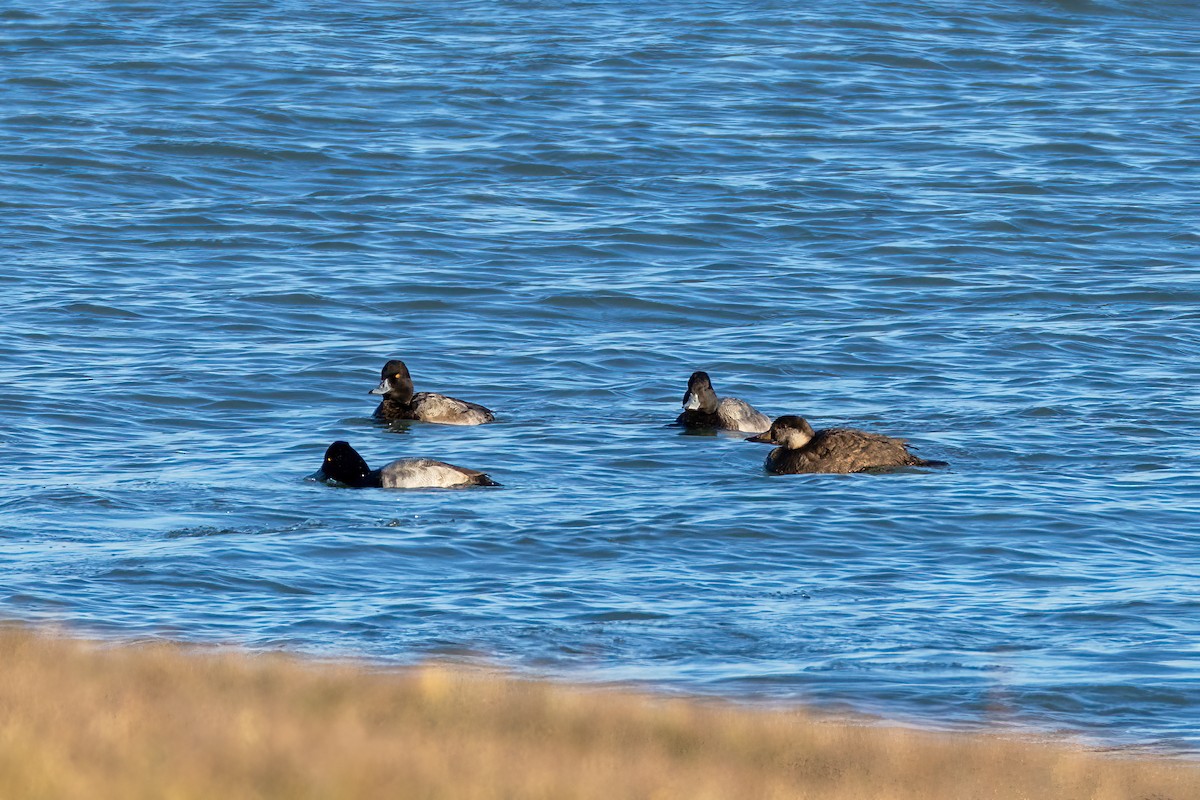 Чернь американська - ML645976556
