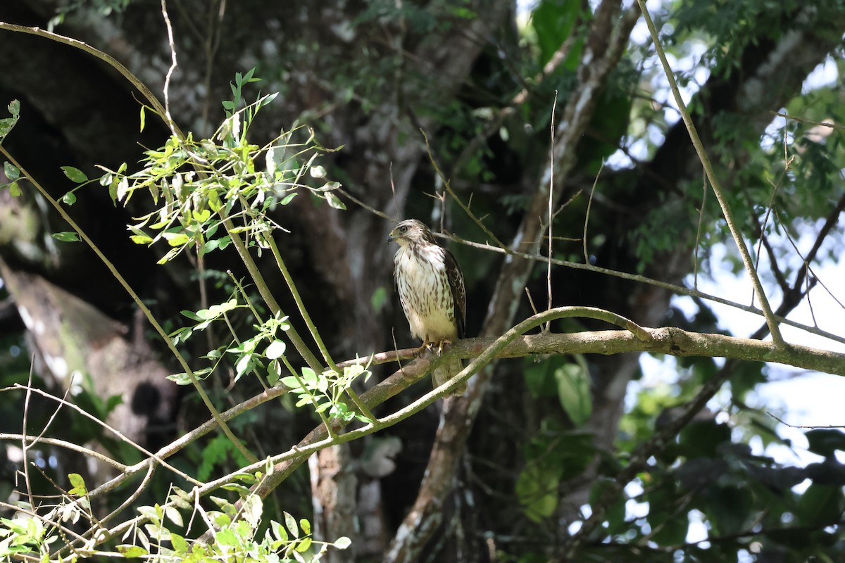 Канюк ширококрилий - ML645976558