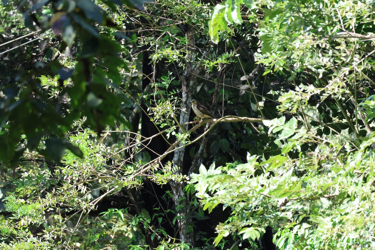 Канюк ширококрилий - ML645976559