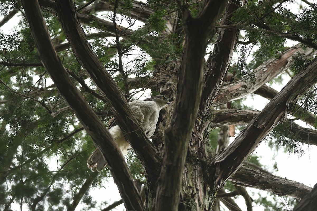 Eurasian Goshawk - ML645976560