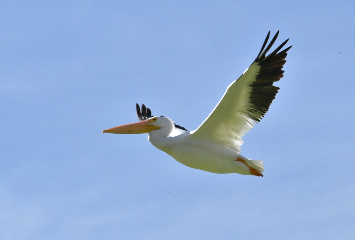 Пелікан рогодзьобий - ML645976562