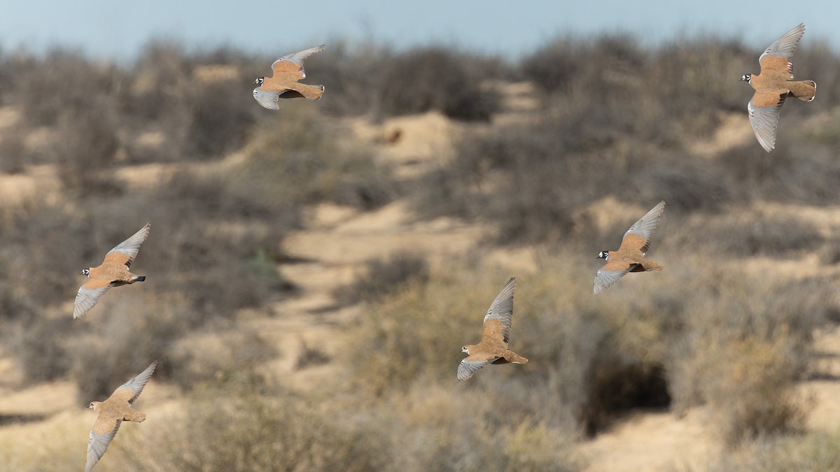 Фапс білолобий - ML645976563