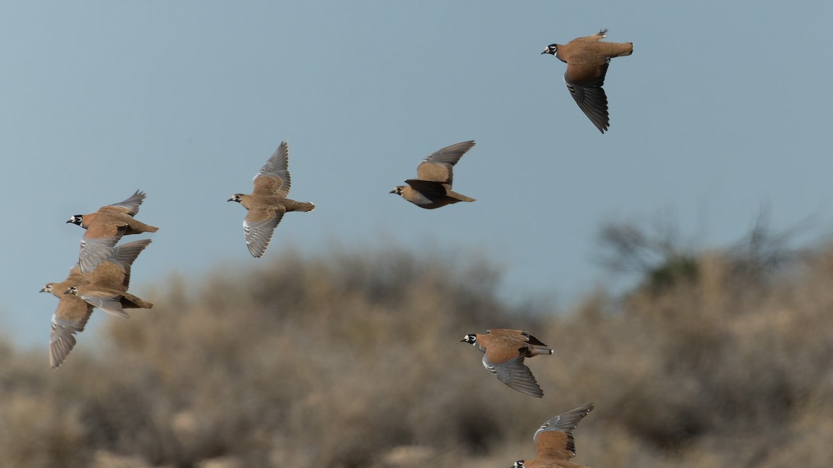 Фапс білолобий - ML645976564