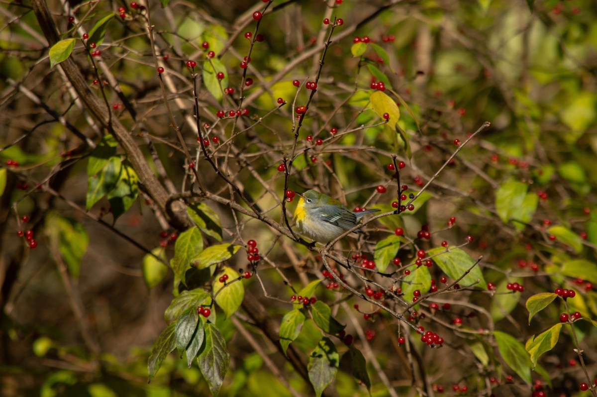 Northern Parula - ML645976566