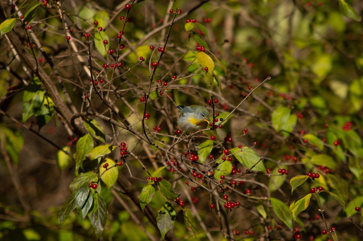 Northern Parula - ML645976567