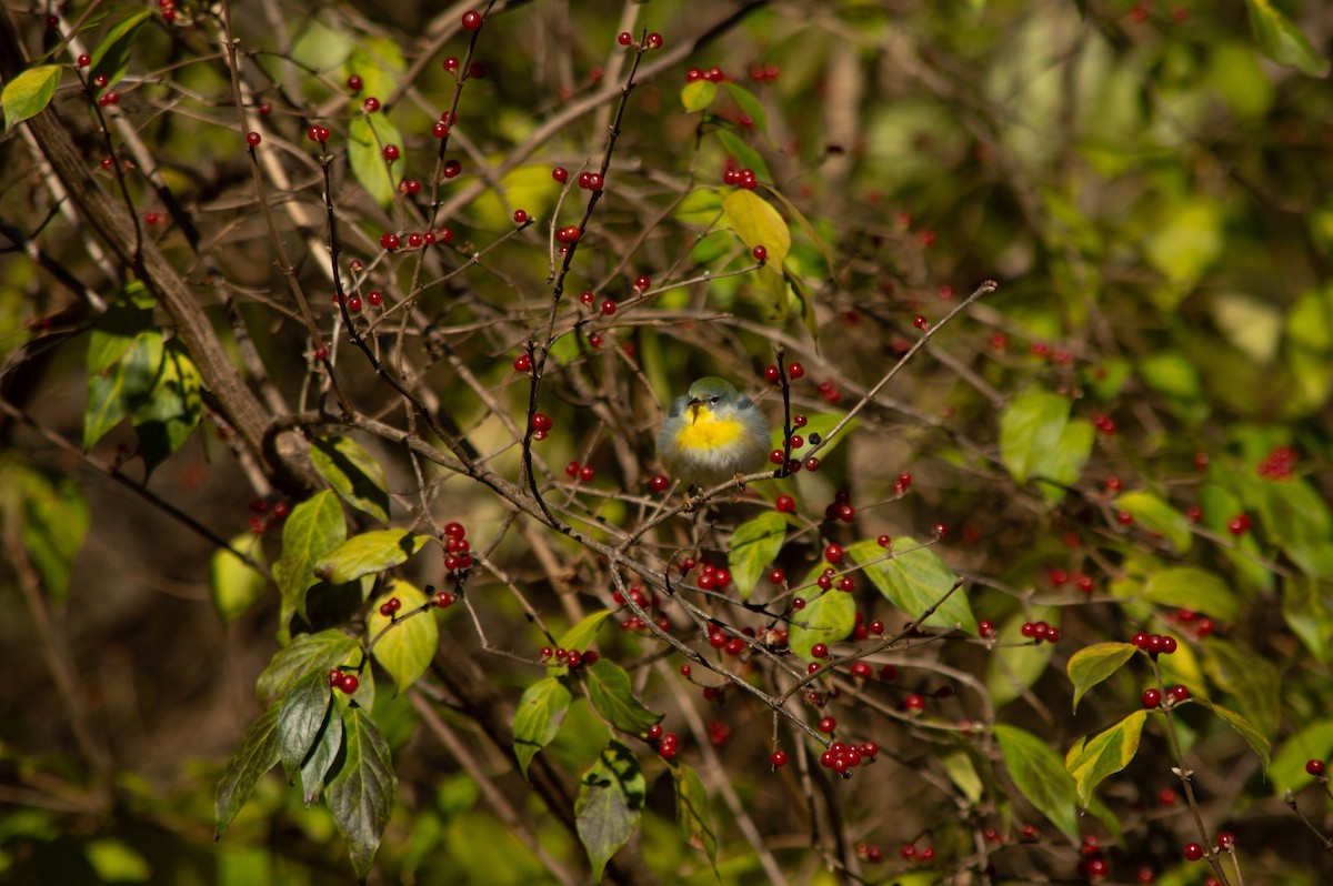 Northern Parula - ML645976568