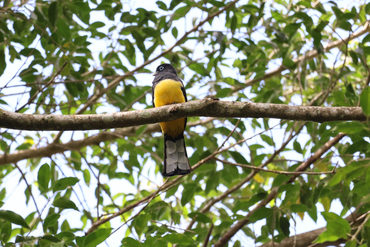 Трогон чорноволий - ML645976571