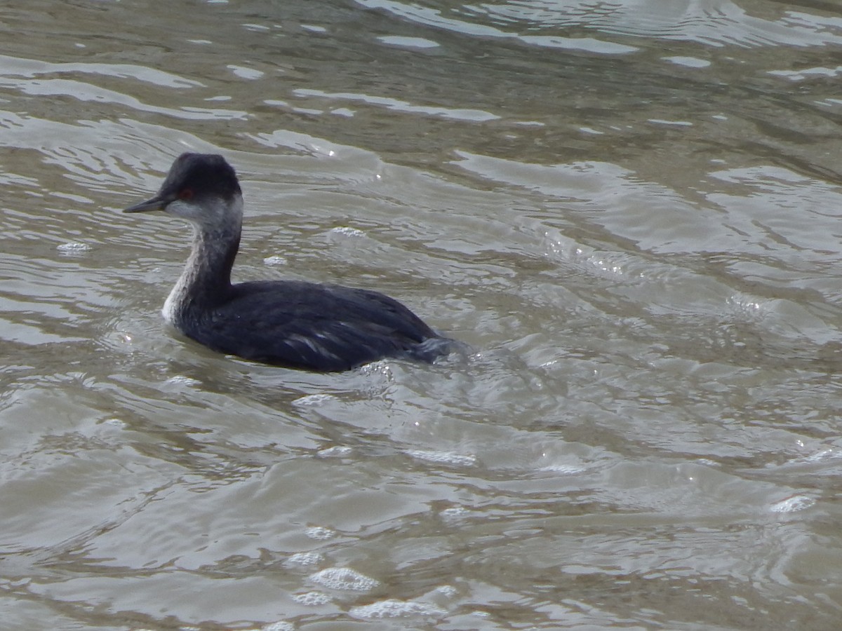 Пірникоза чорношия - ML645976573