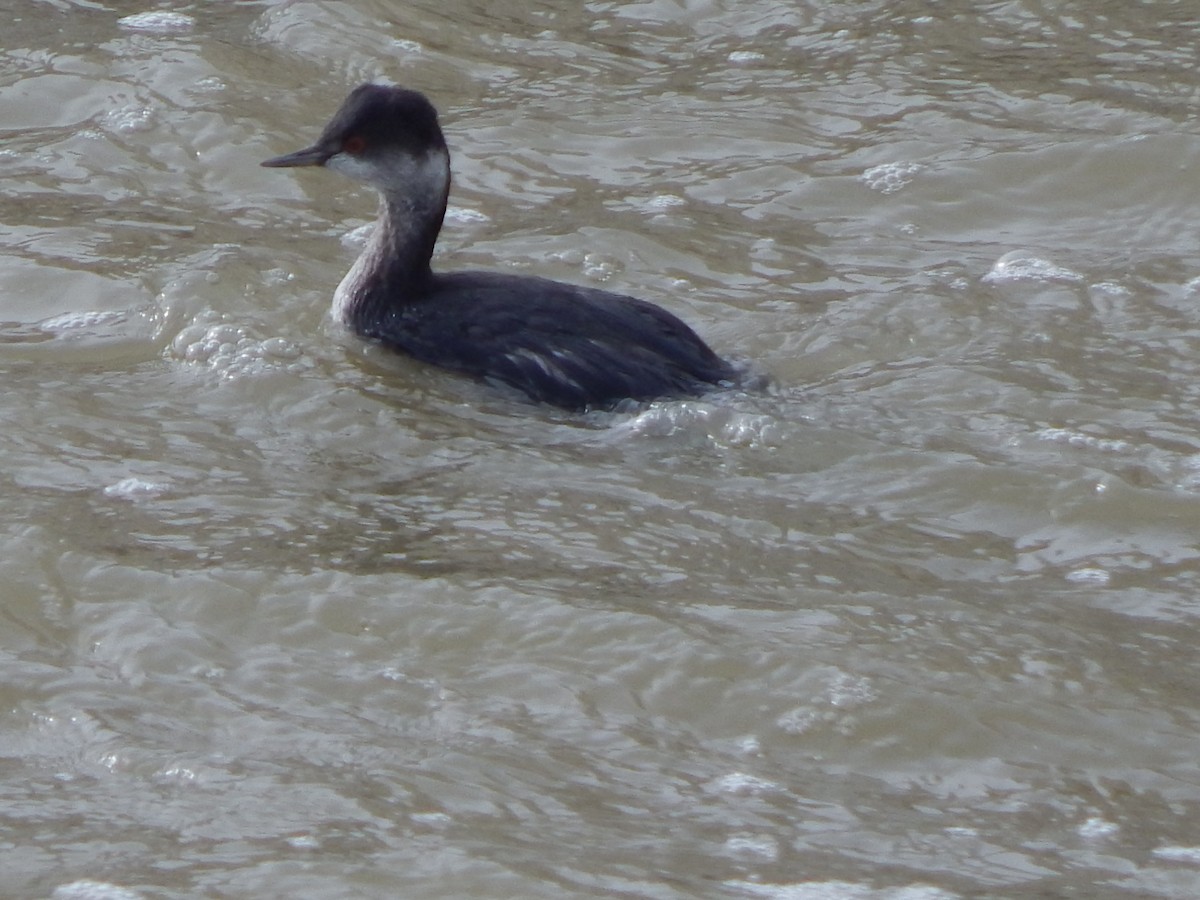 Пірникоза чорношия - ML645976574