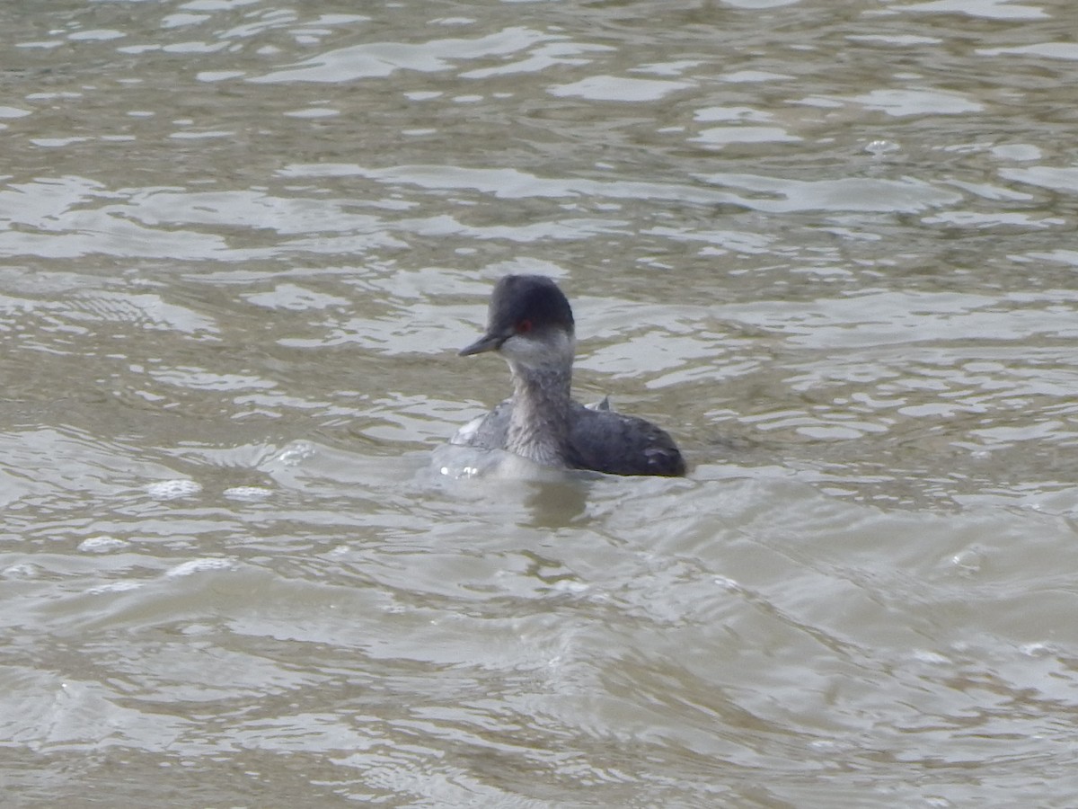 Пірникоза чорношия - ML645976575