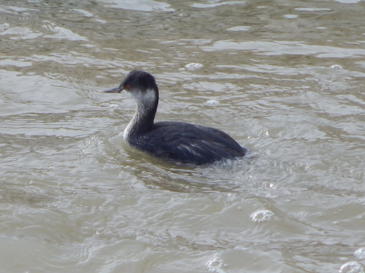 Пірникоза чорношия - ML645976576