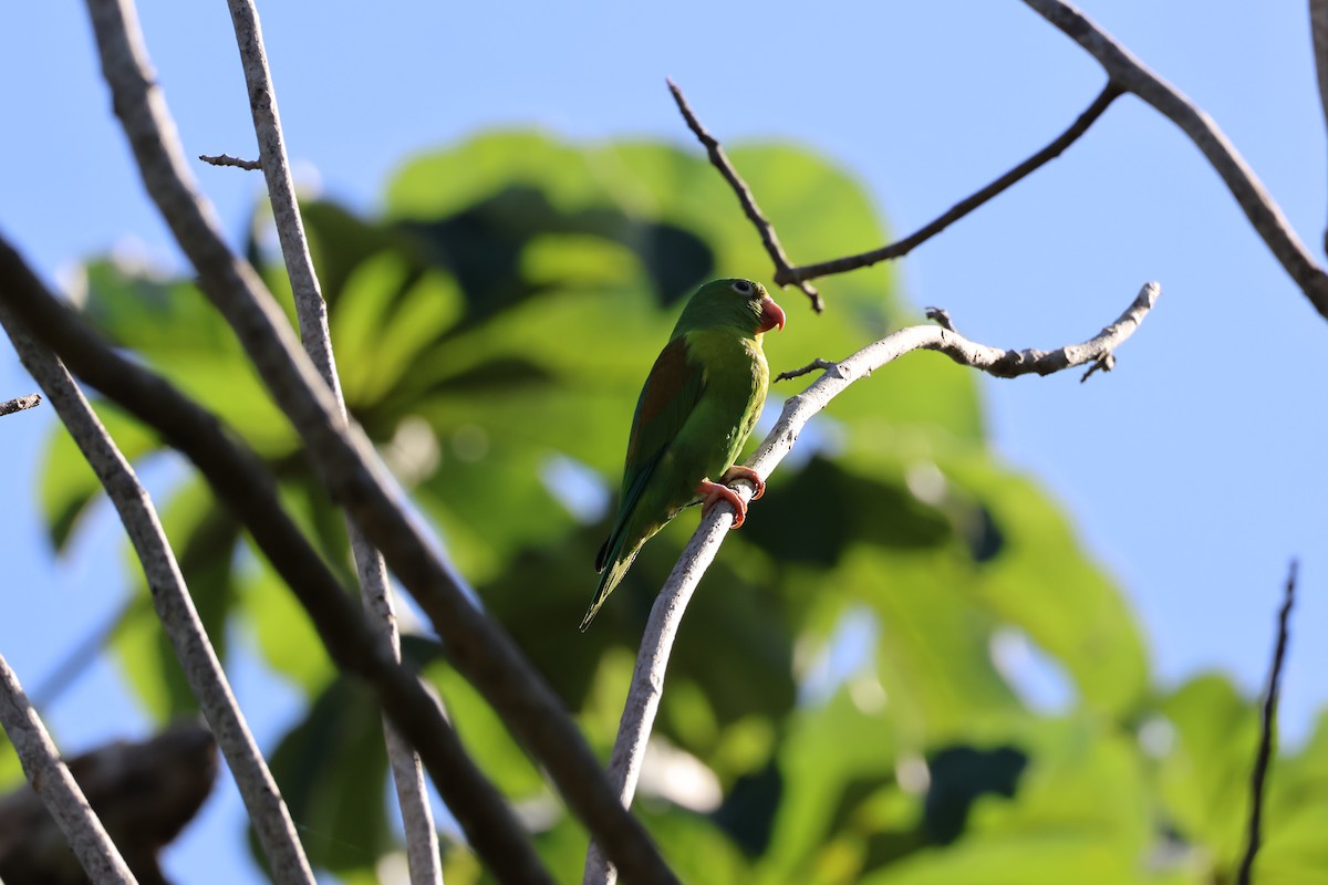 Тіріка буроплечий - ML645976577