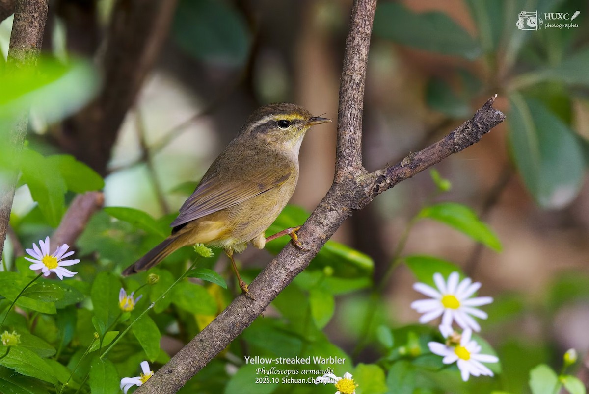 Вівчарик монгольський - ML645976578