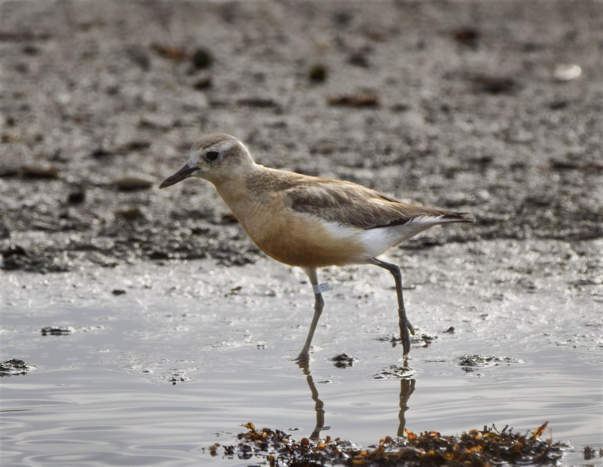 Пісочник маорійський - ML645976579