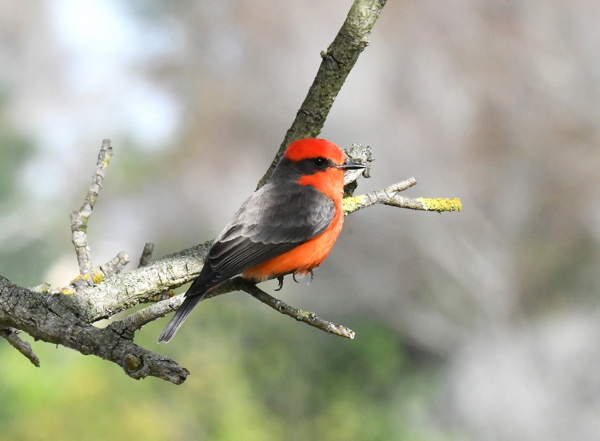 Москверо вогнистий - ML645976580