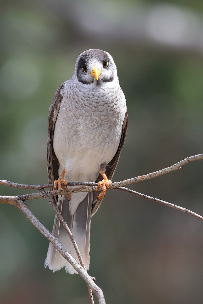 Манорина маскова - ML645976581