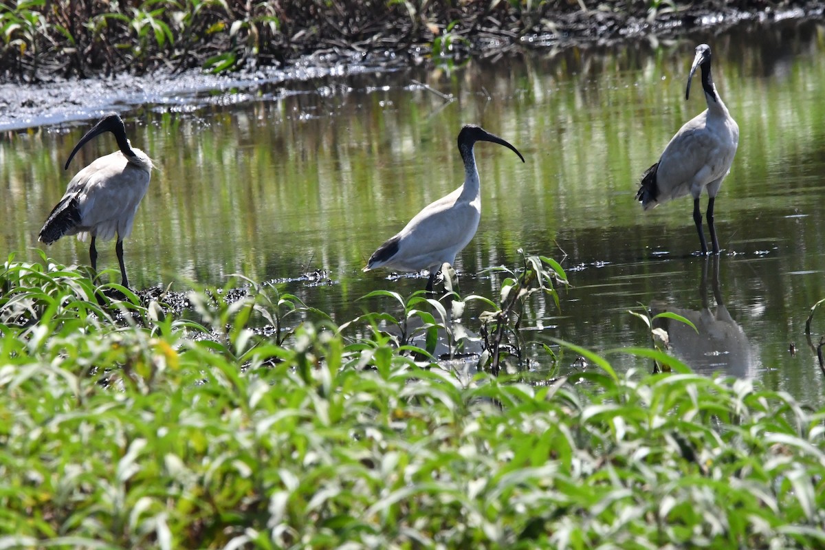 オーストラリアクロトキ - ML645976582