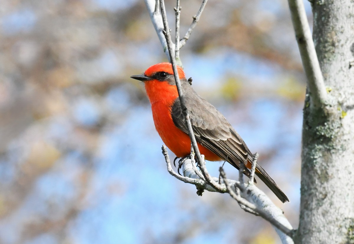 Москверо вогнистий - ML645976584