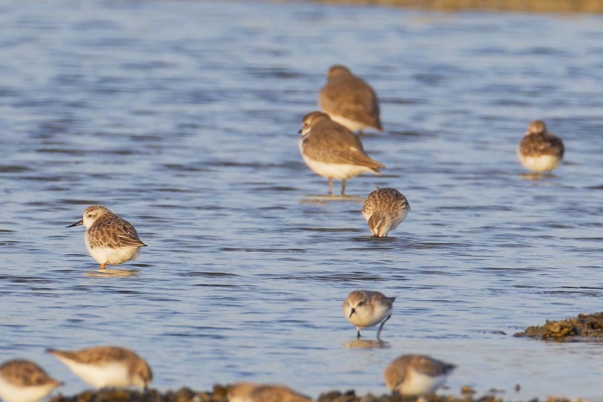 Лопатень - ML645976585