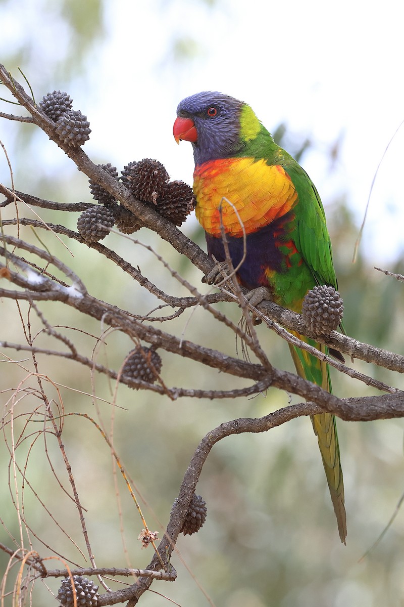 Лорікет синьоголовий - ML645976586