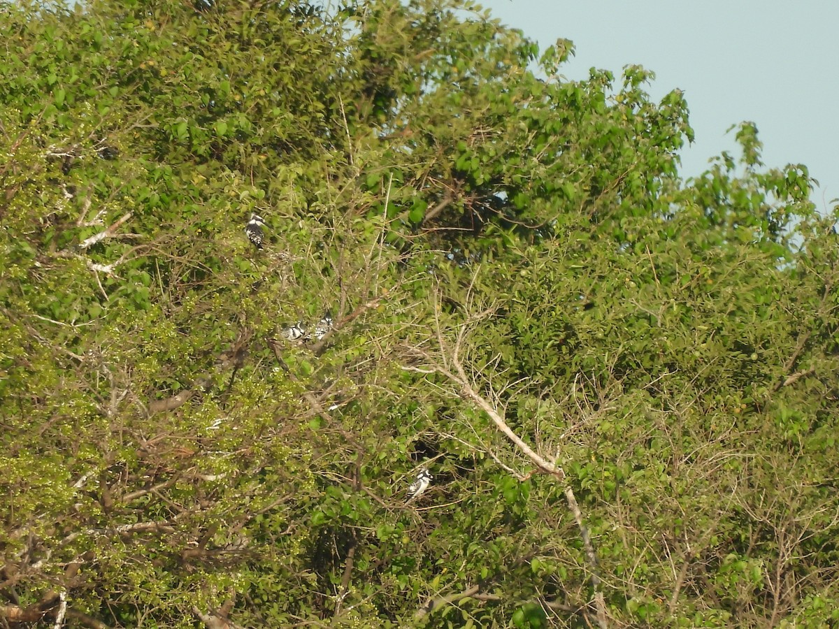 Рибалочка строкатий - ML645976587