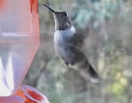 Колібрі рубіновогорлий - ML645976588