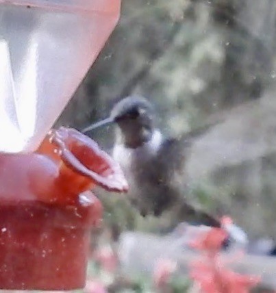 Колібрі рубіновогорлий - ML645976589