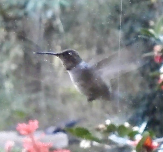 Колібрі рубіновогорлий - ML645976590