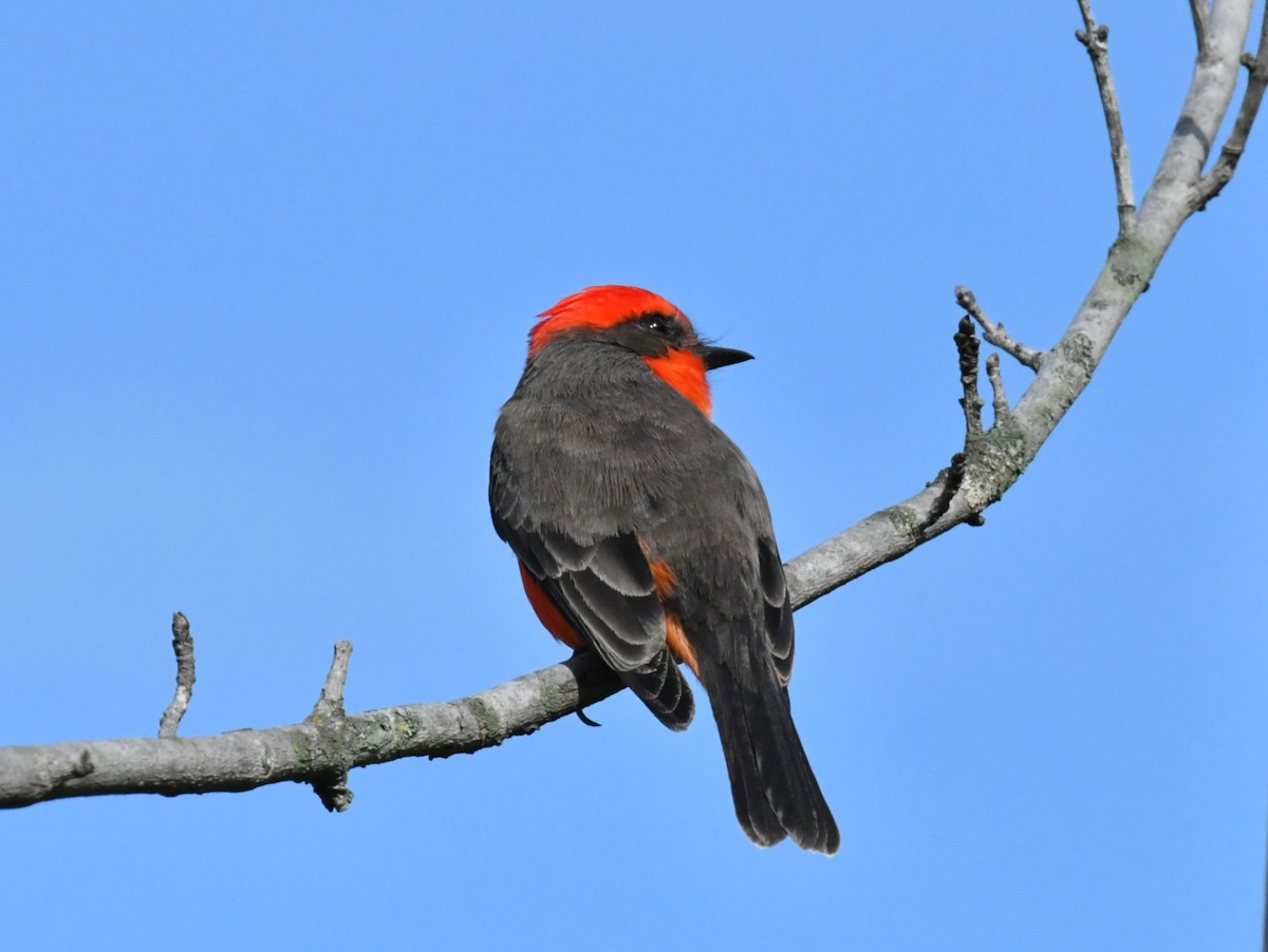 Москверо вогнистий - ML645976592