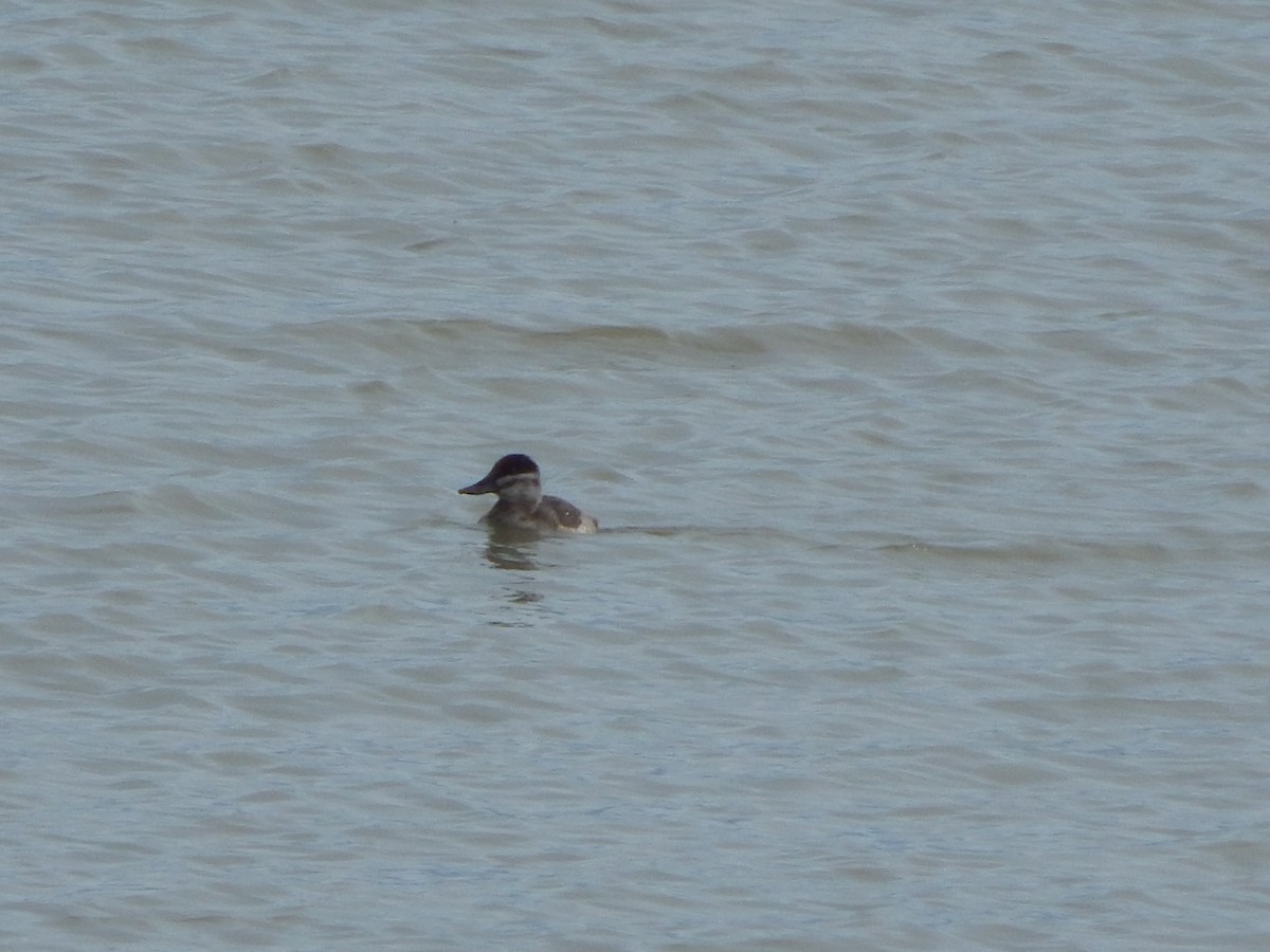 アカオタテガモ - ML645976593