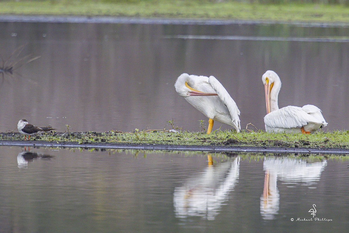 アメリカシロペリカン - ML645976594