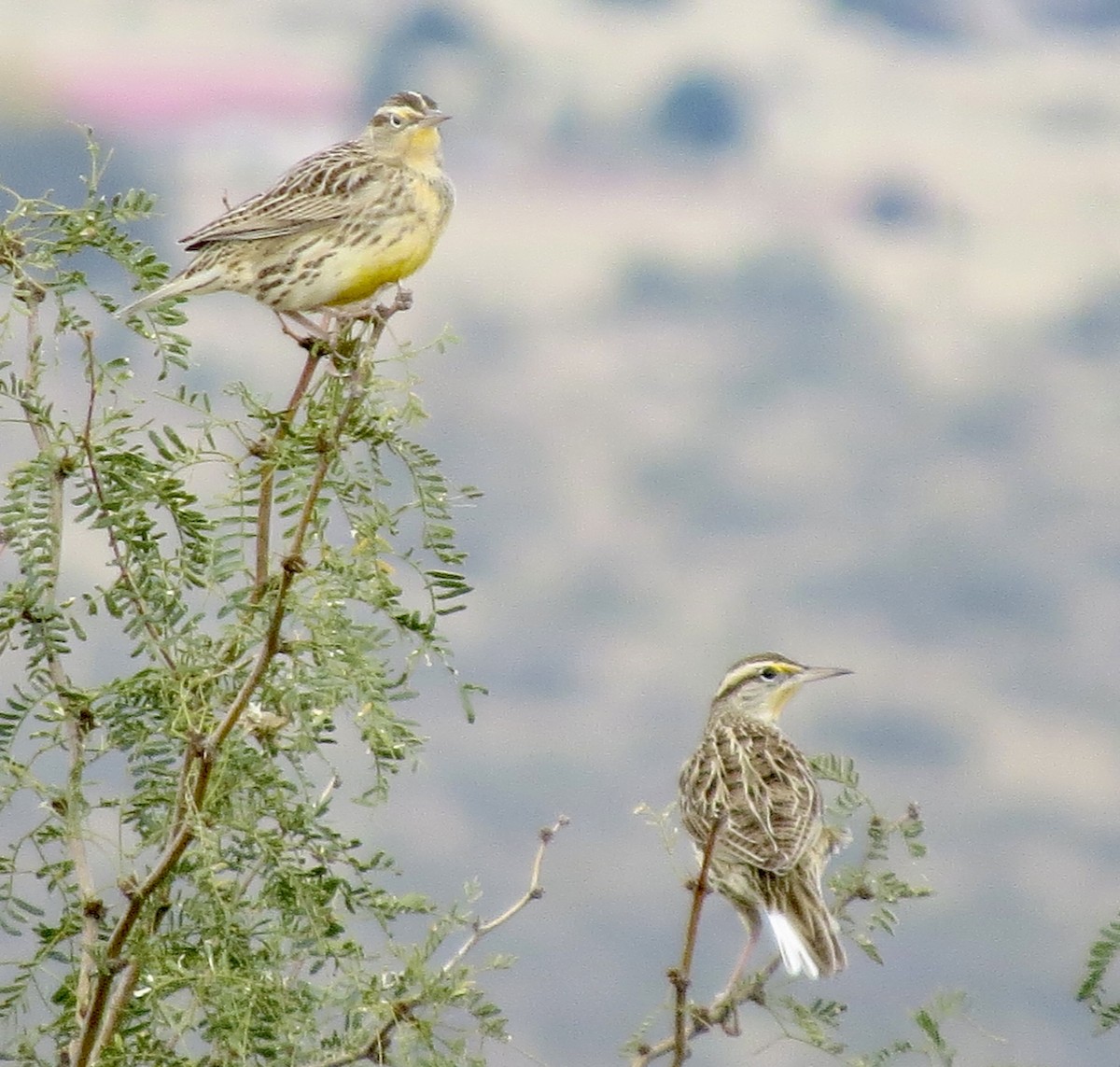 ニシマキバドリ - ML645976595