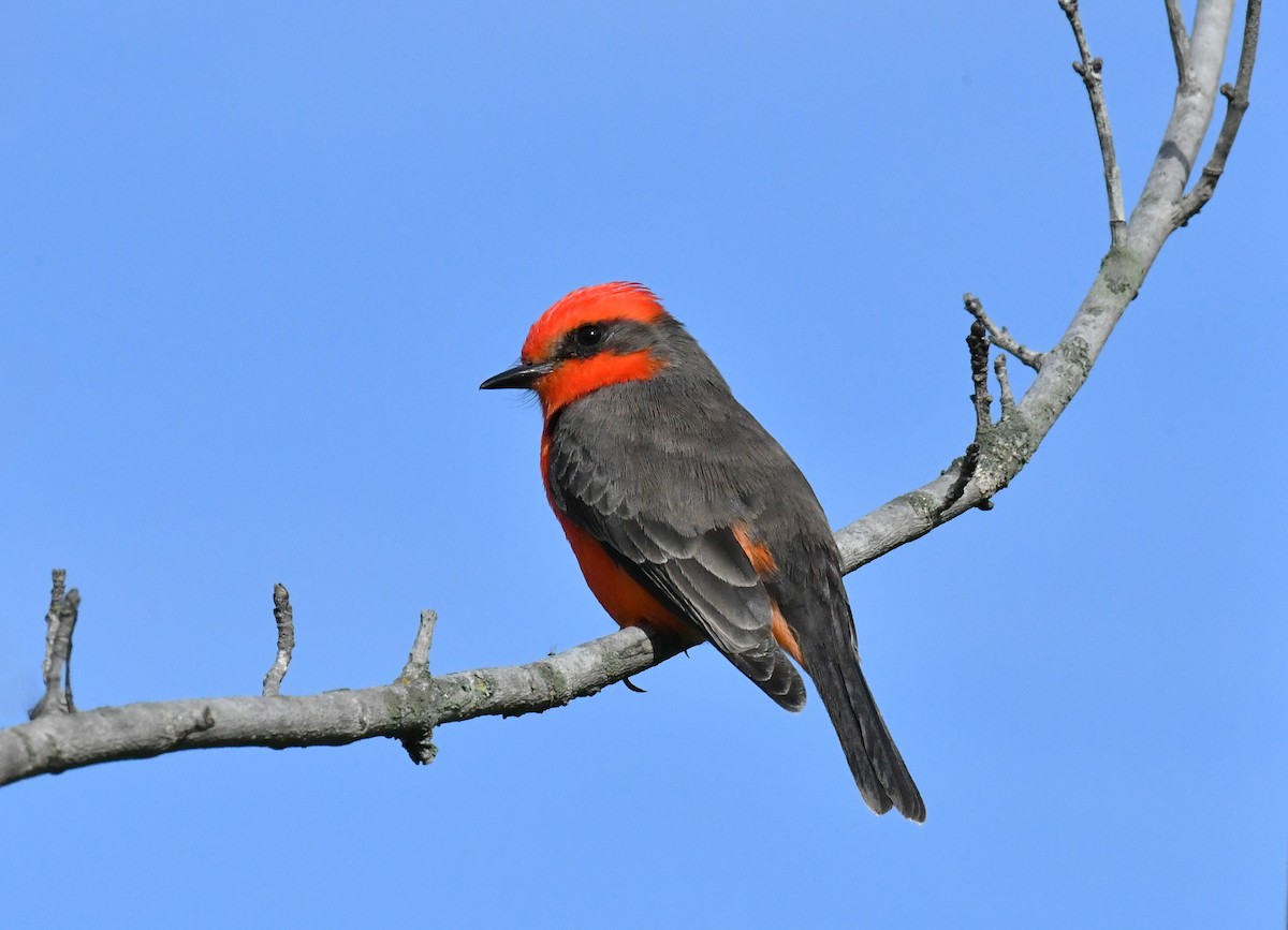 ベニタイランチョウ - ML645976596