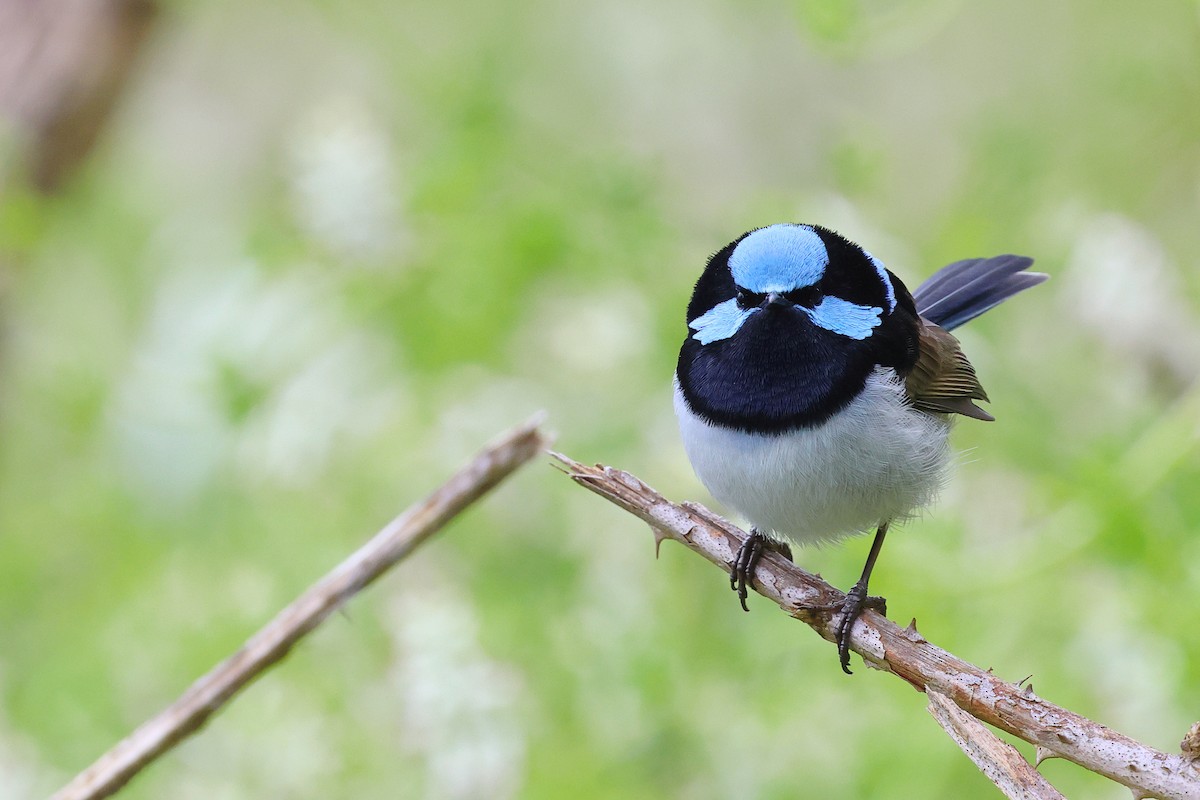 ルリオーストラリアムシクイ - ML645976598