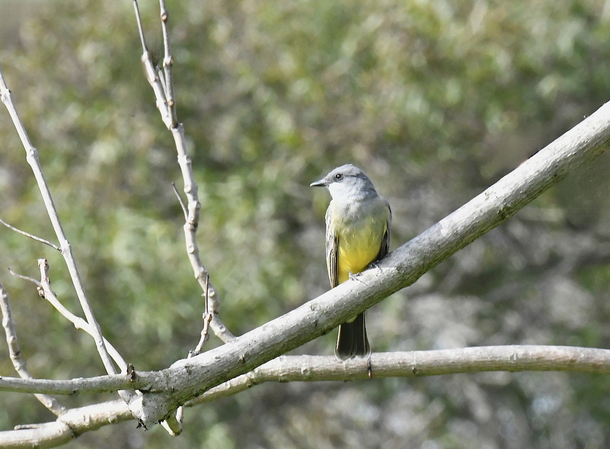 ハシボソタイランチョウ - ML645976599