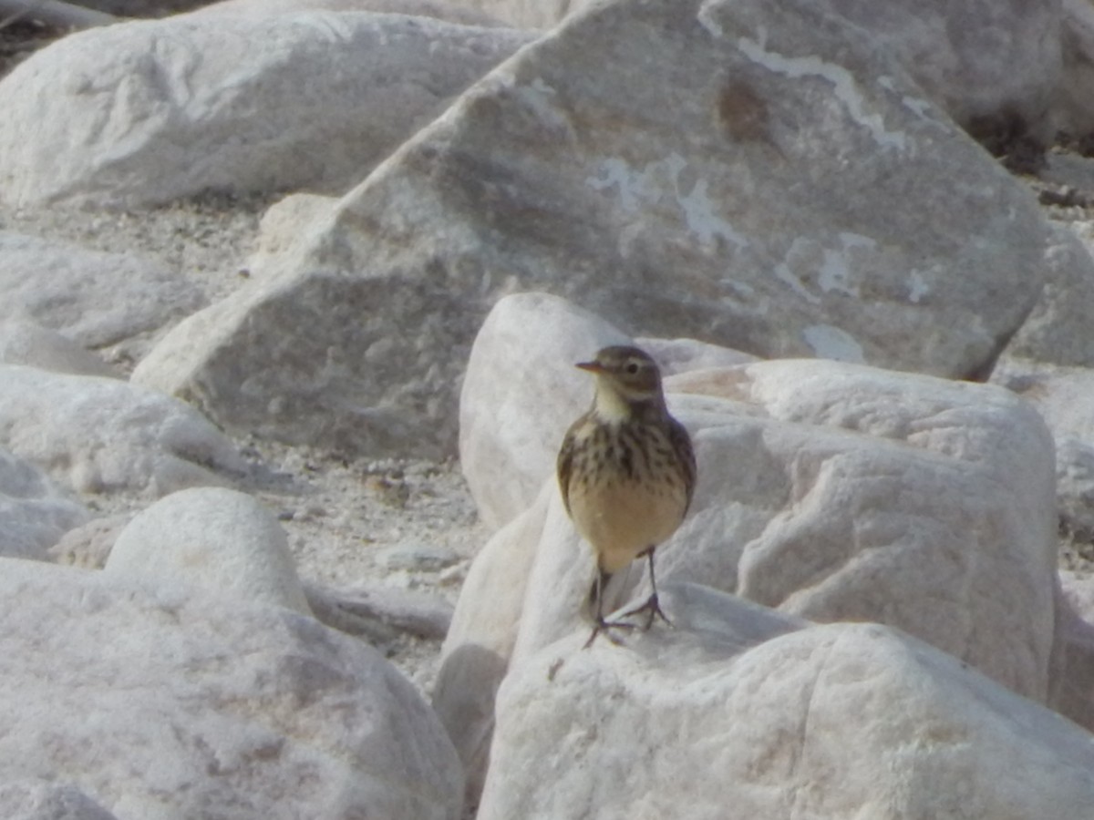 アメリカタヒバリ - ML645976600