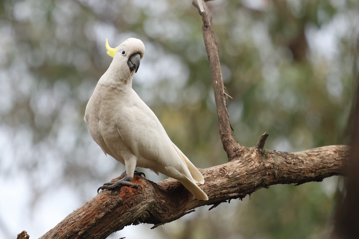 キバタン - ML645976601