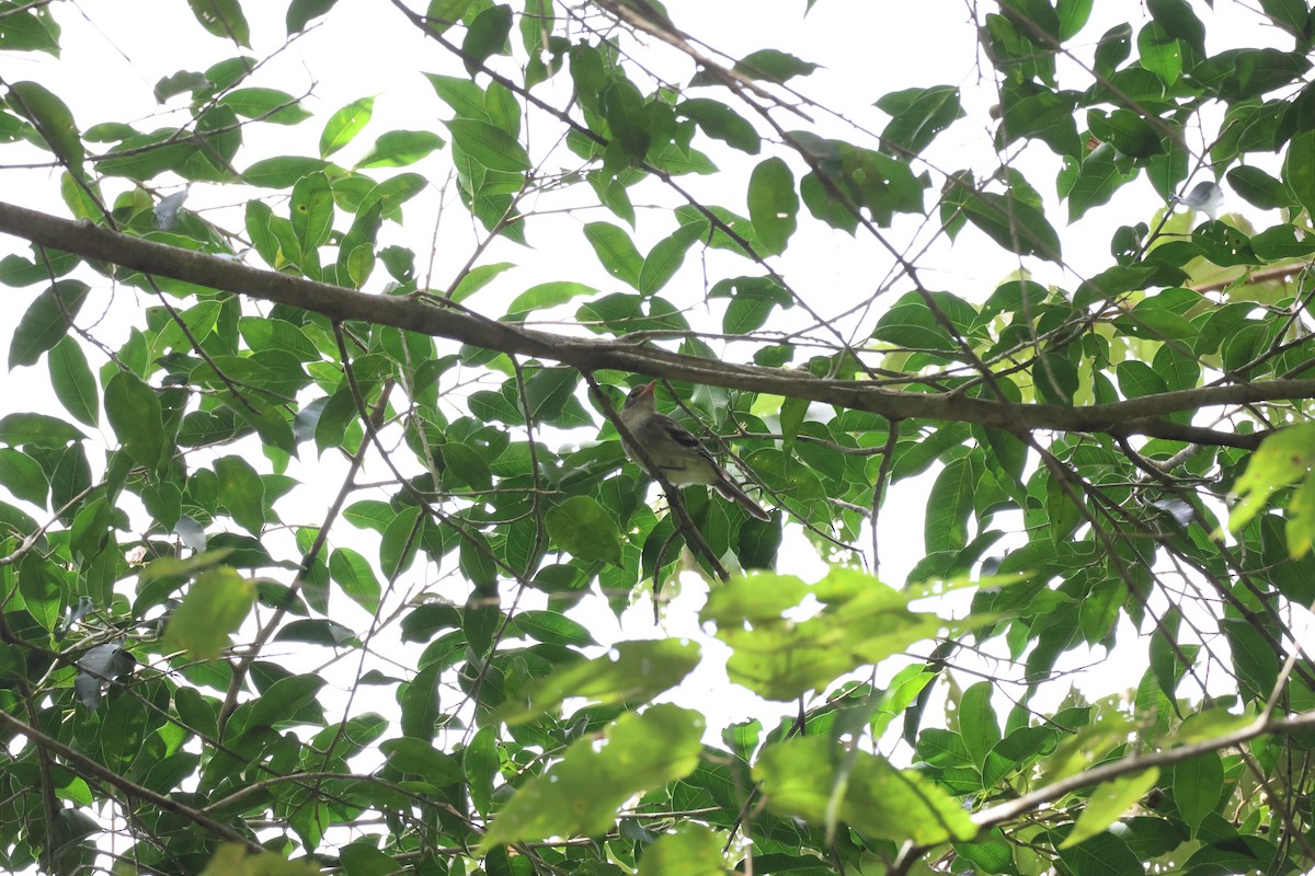 Northern Tropical Pewee - ML645976602