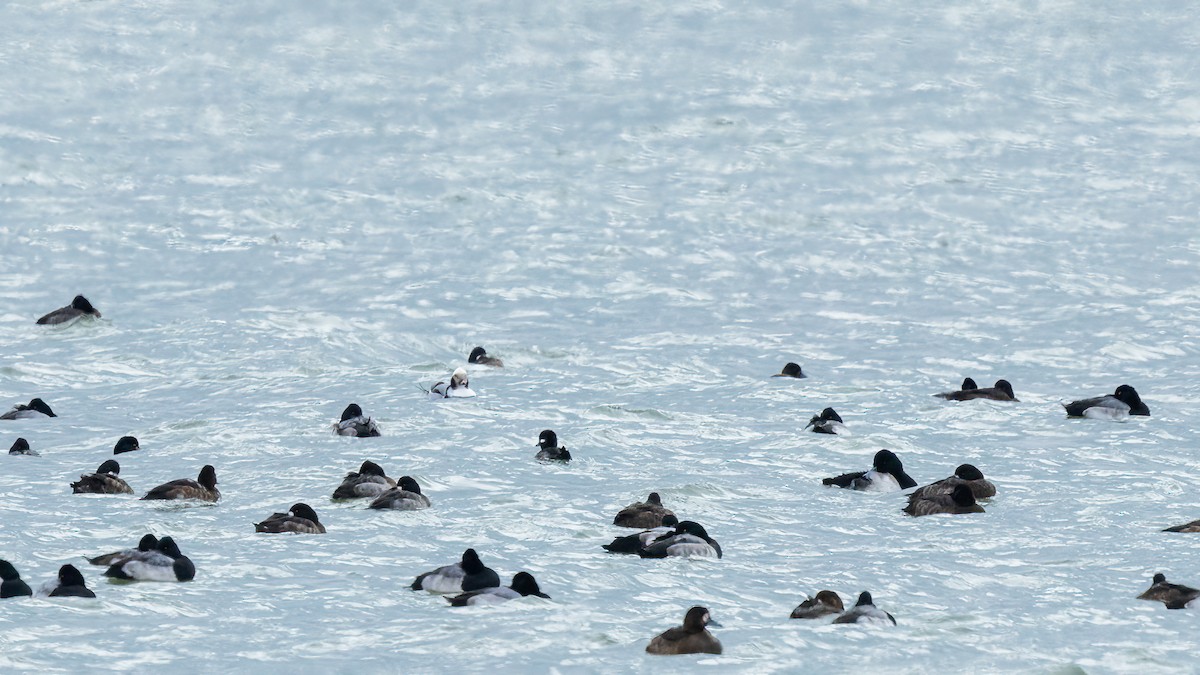 コオリガモ - ML645976603