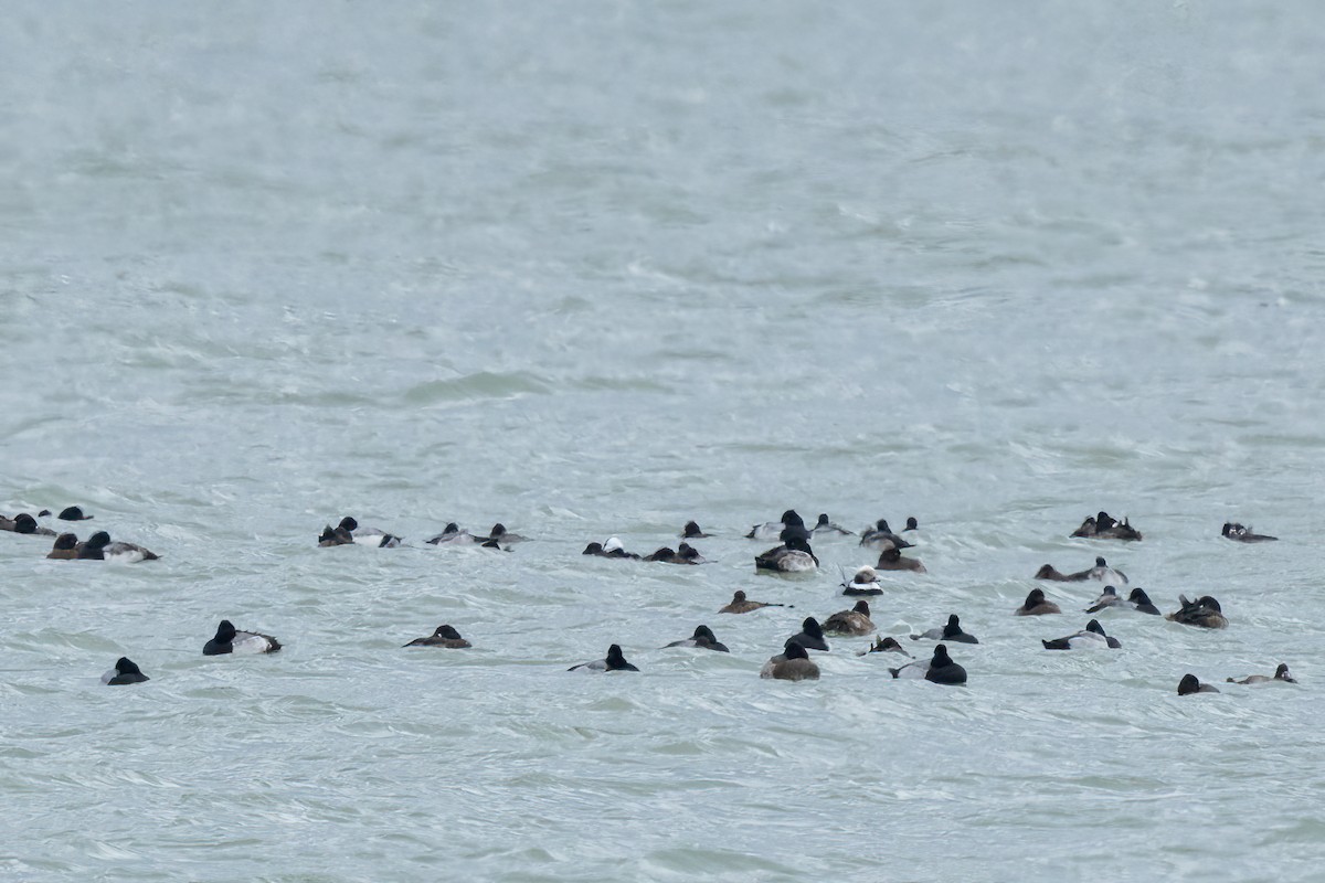 コオリガモ - ML645976604