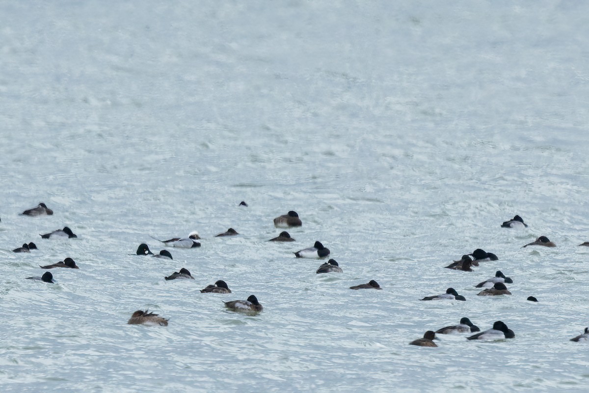 コオリガモ - ML645976605