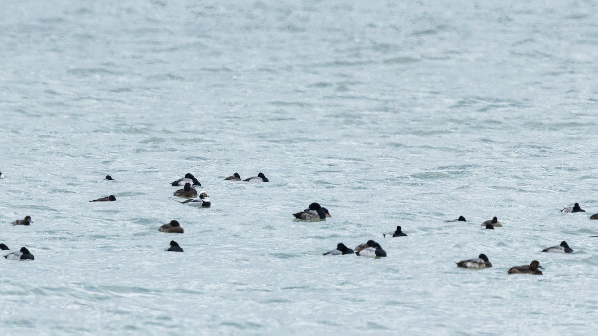 コオリガモ - ML645976606