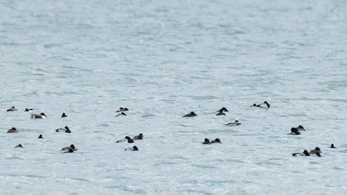 コオリガモ - ML645976607