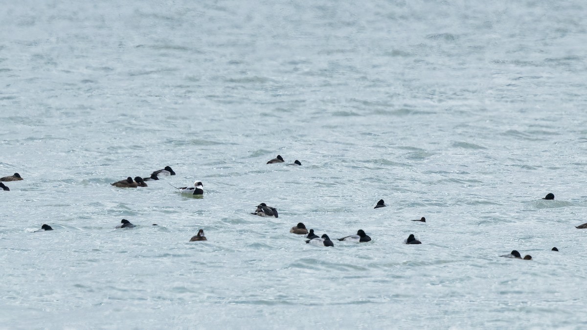 コオリガモ - ML645976608