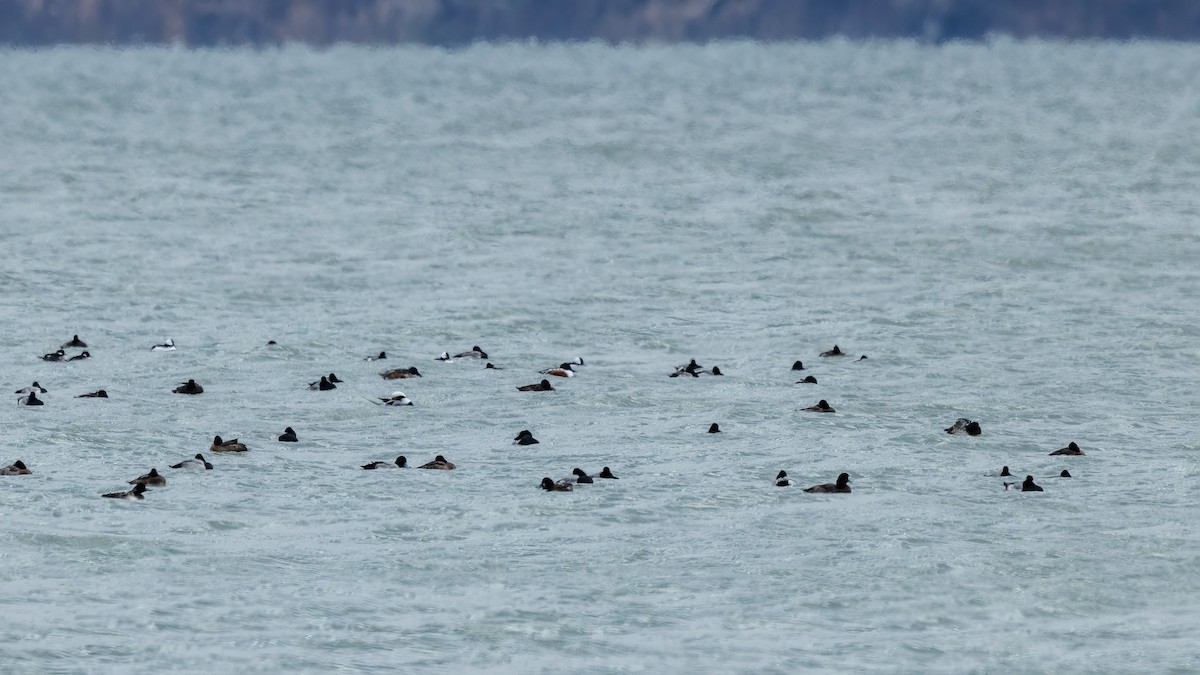 コオリガモ - ML645976609